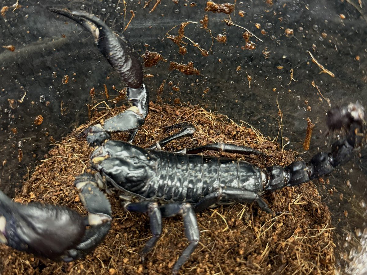 ダイオウサソリ チャグロサソリ 多数新入舎いたしました⭐️ 詳細は