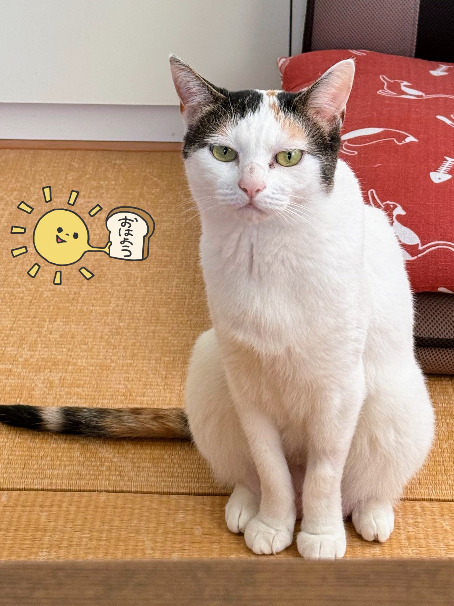 ふんばり親子猫 ハチワレ 【公式通販】