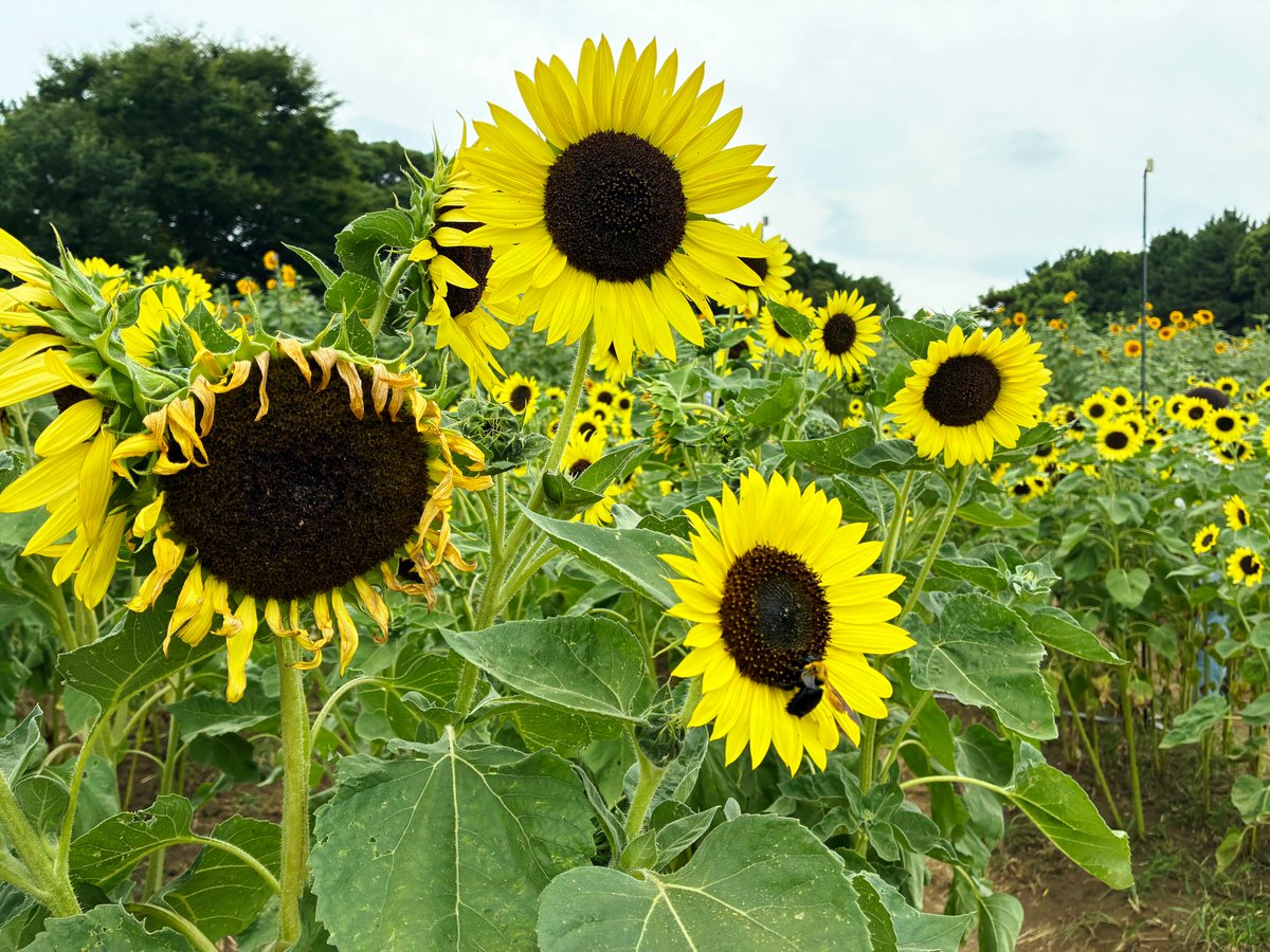 本日のヒマワリ畑の様子です🌻 ご来園の参考にしてください📝 今年の