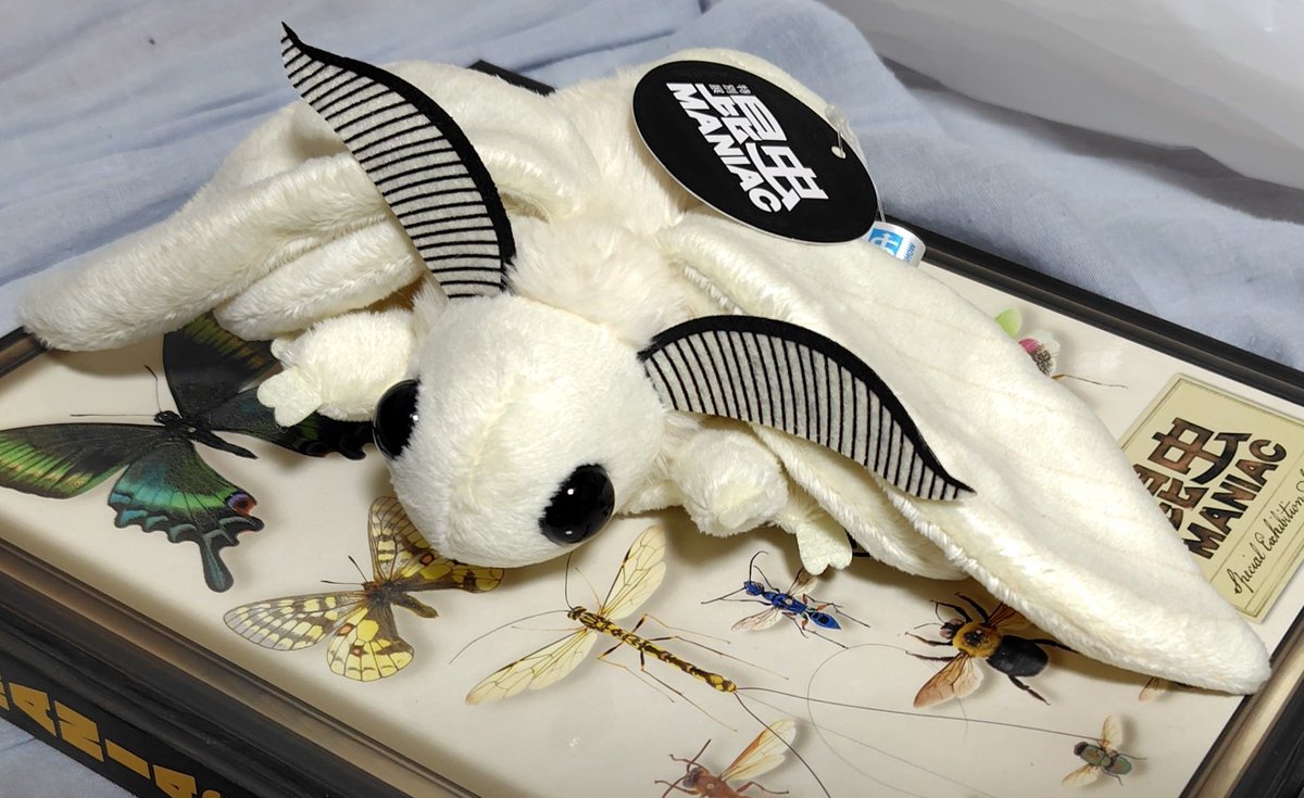 ちなみにこちらの可愛いカイコチャンのぬいぐるみは現在上野の国立科学