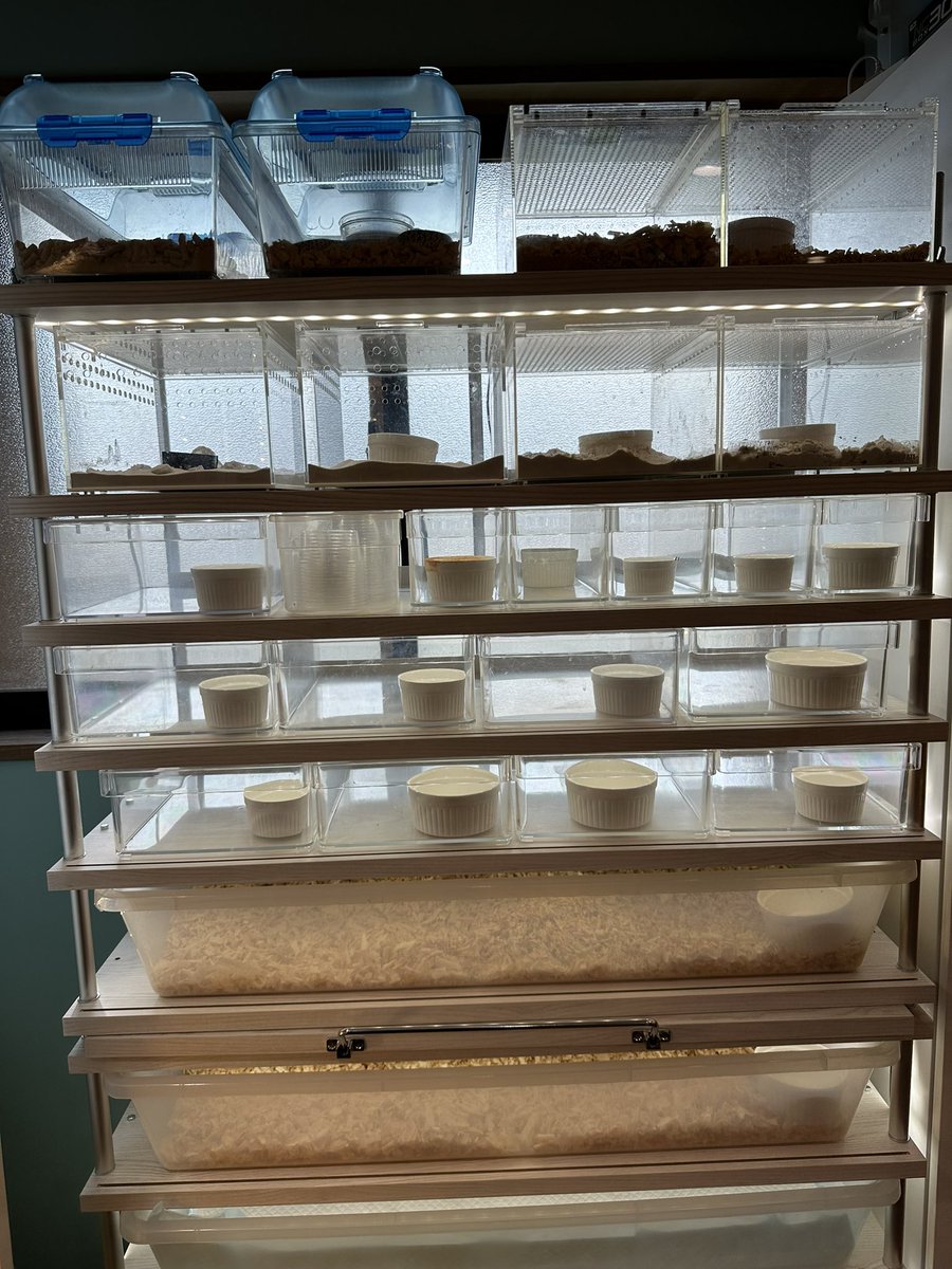 今回はライトオプションつきで メンテ台もつけた豪華バージョン