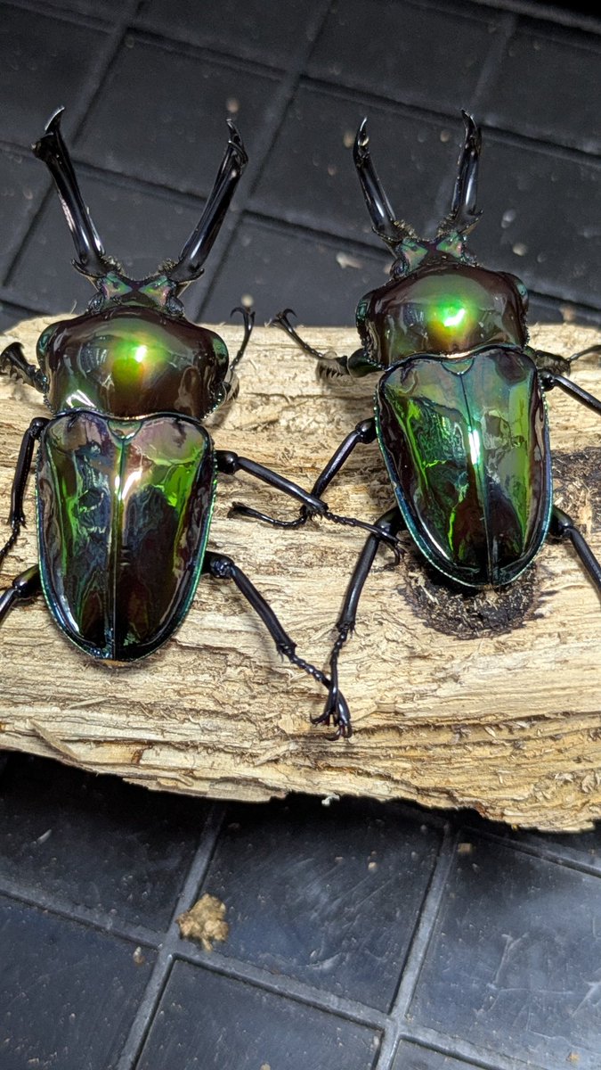 カブ太郎クワ次郎 (@1978insectkbkw) / Posts / X