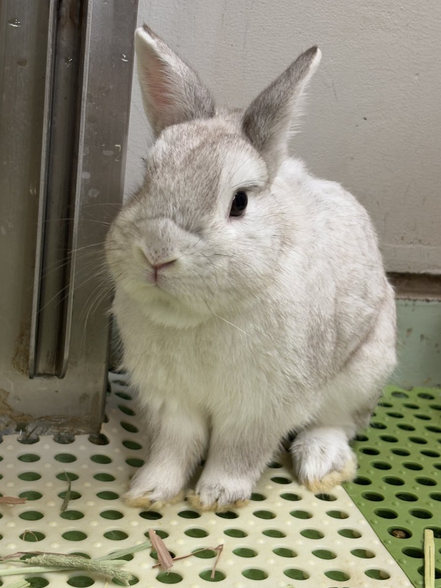 新しく仲間入りしました♪ #ハリー です！ふれあい体験にも登場して