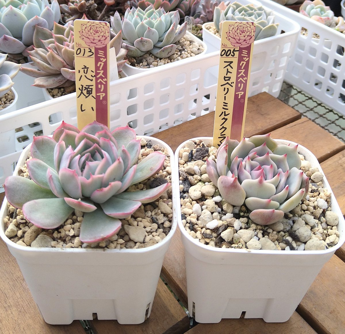 おはようございますꕤ*ﾟ 今朝は3℃ 曇り☁︎︎⋆｡☁︎︎⋆｡ 2024.11月に