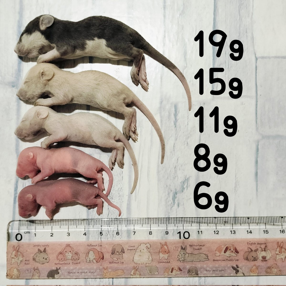 YSR工房様専用49匹 300〜350g 冷凍ラット 送料無料｜YSR工房