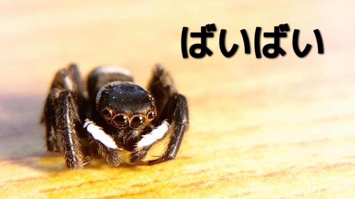 新しい動画をあげました。 大好きだよ。 クモのアオちゃんが永眠、最期