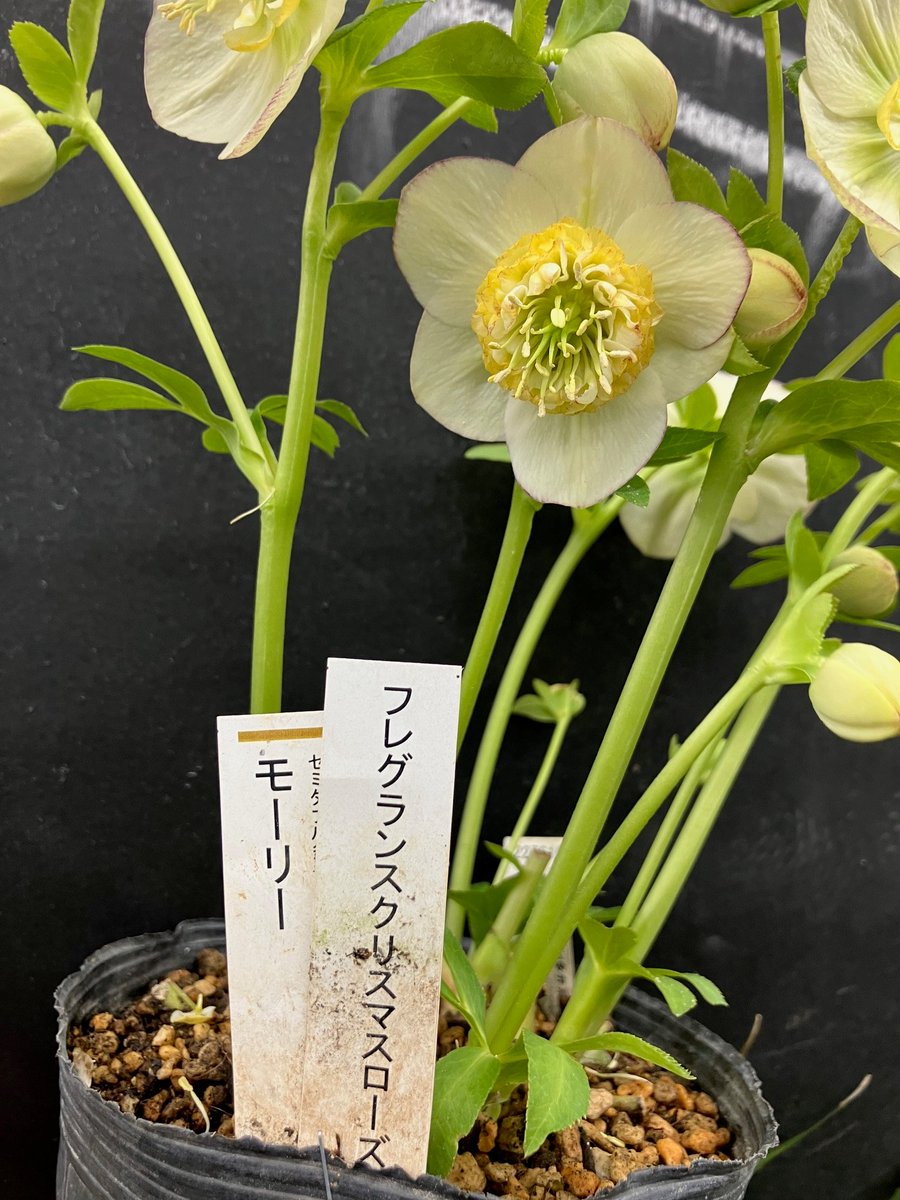 ガーデンセンター荒川沖店 】  #クリスマスローズ 入荷情報📢/ ＃加藤