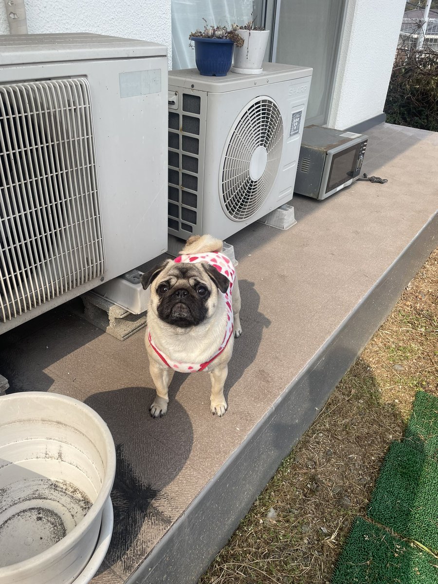 ❤️ PUGさま❤️ PUGMAS is coming. If you're new to CuppaPug did