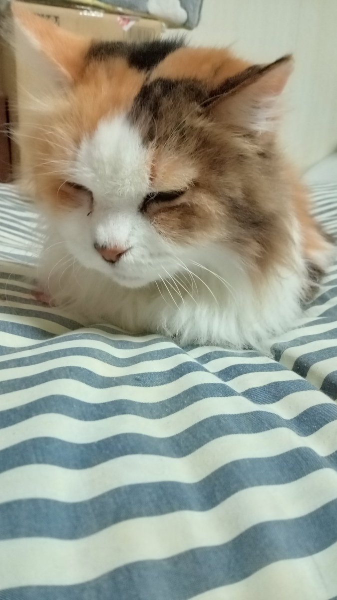 猫好きフォロワーの皆さん、おやすみなさい(｀・ω・´)ゞ💤ピュアちゃん