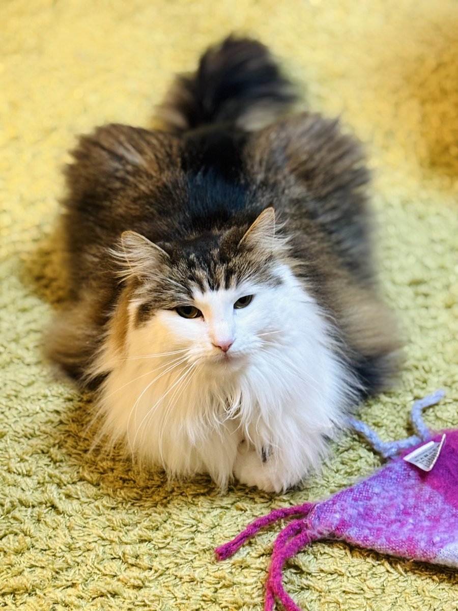 猫のいる暮らし