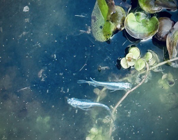 ヌーヌ (@n_u_u_n_u) / Posts / X