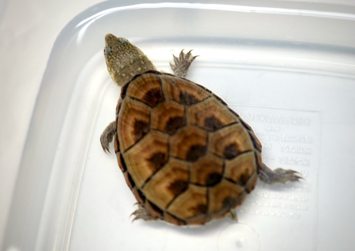 creeper (@creeperjapan) / Posts / X