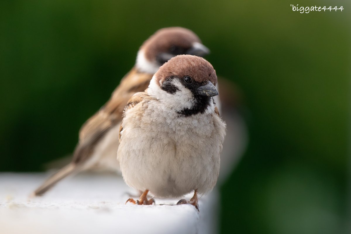 biggate4444@毎日スズメ今年で8年目 (@biggate43) / Posts / X