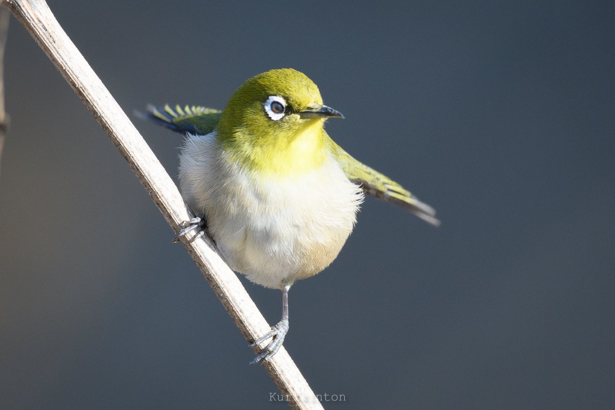 栗きんとん🌰 (@redzone178) / Posts / X