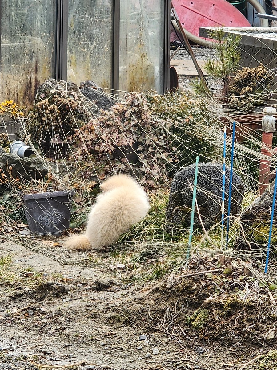 Post by 絹沙 on X: タヌキ？