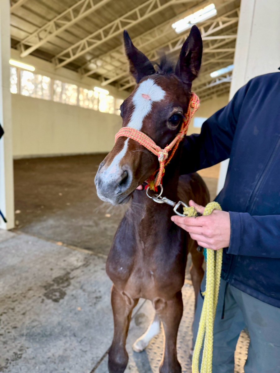 らんどかわよ 芦毛だよ #ランリーナ2026