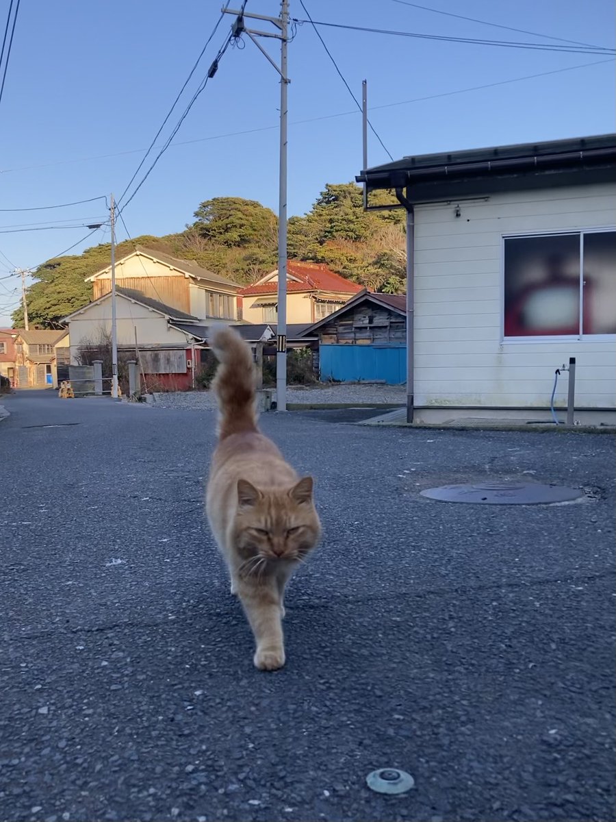 今夕の #仁斗田地区 #ポンプ置場 二代目ちゃめこ一家、早々に勢揃い