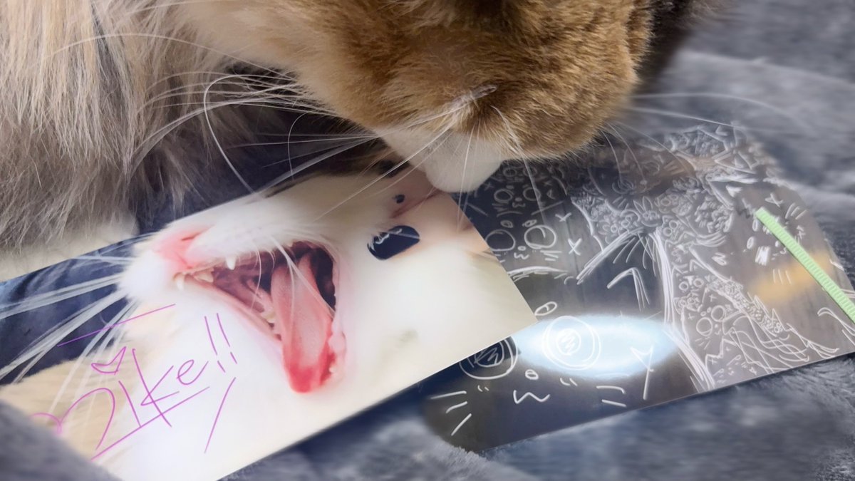 印刷報告用タグはこれー🐈‍⬛ #さくさんそういえば