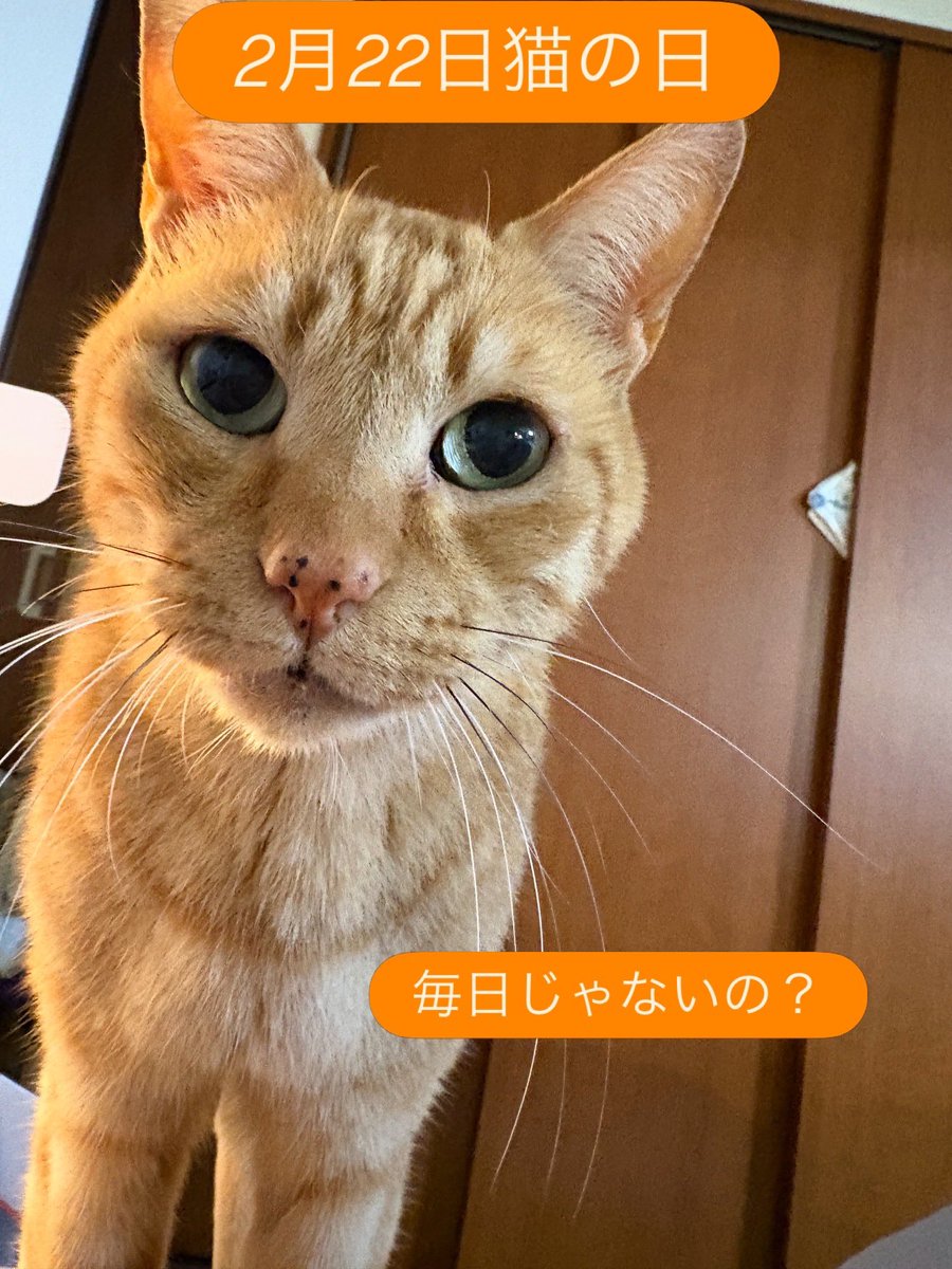 2026年猫の日 猫のみなさま、いつも人間に幸せをありがとう これからも