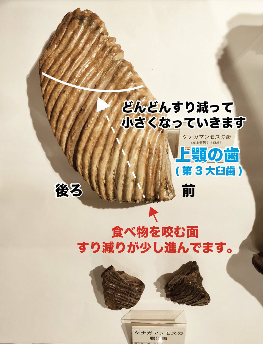 ゾウは大量の餌を食べて常に歯がすり減るため、5回も歯が生えかわり