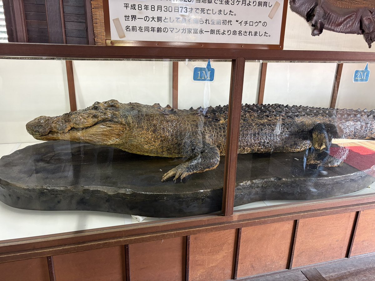 様々な地獄を巡った後の世界一でかいワニ（5m）