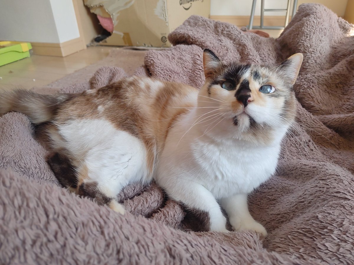 Post by ペル🐱 on X: にゃん