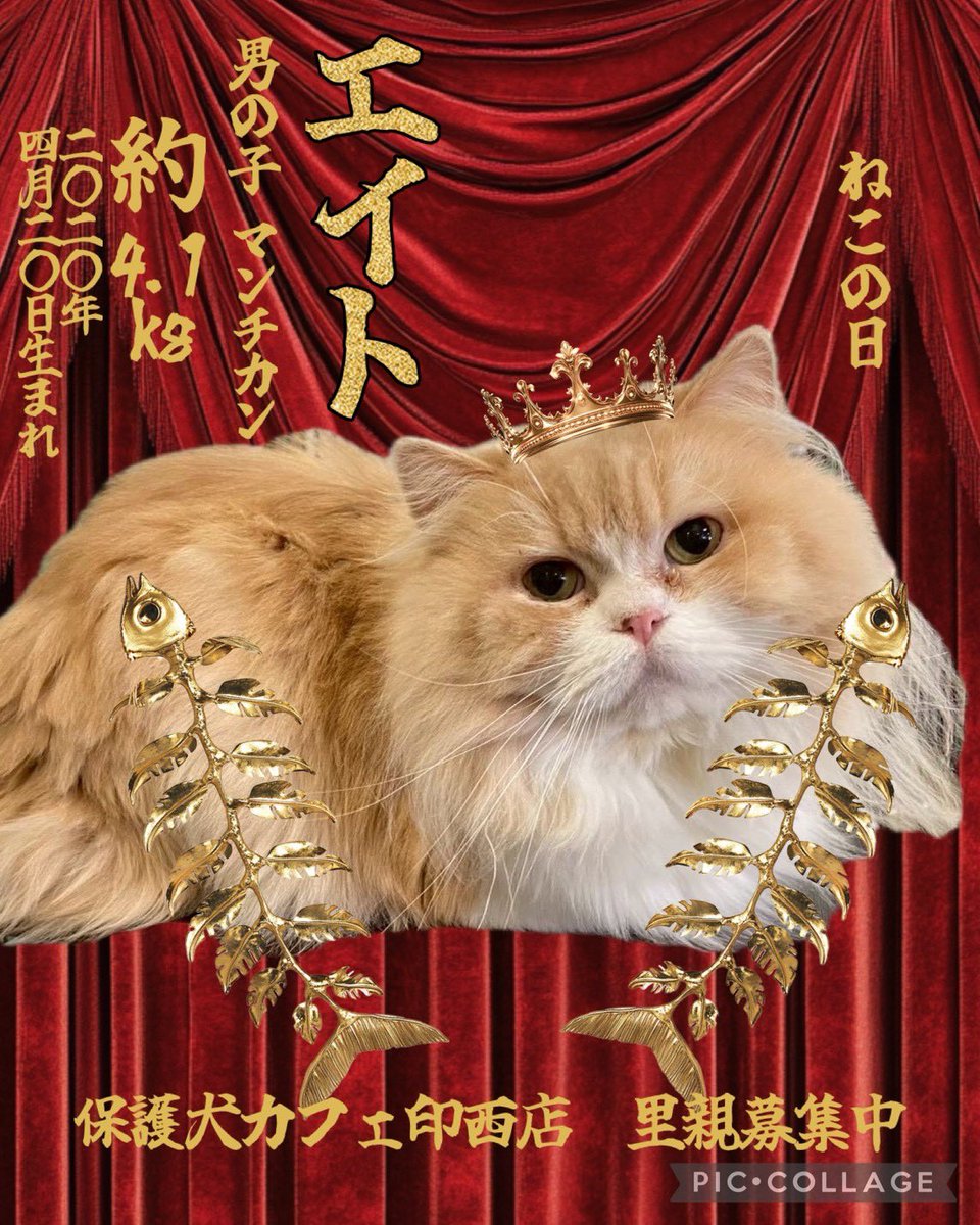 本日2/22はねこの日🐈♡ 里親募集中のねこちゃんをご紹介いたします