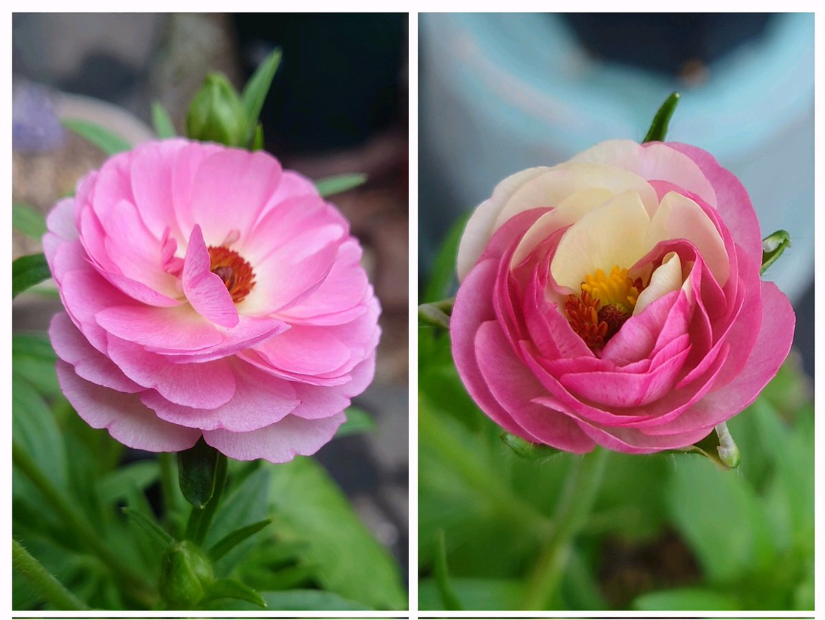 ラナンキュラスラックス #キメラ咲き ヴィーナス