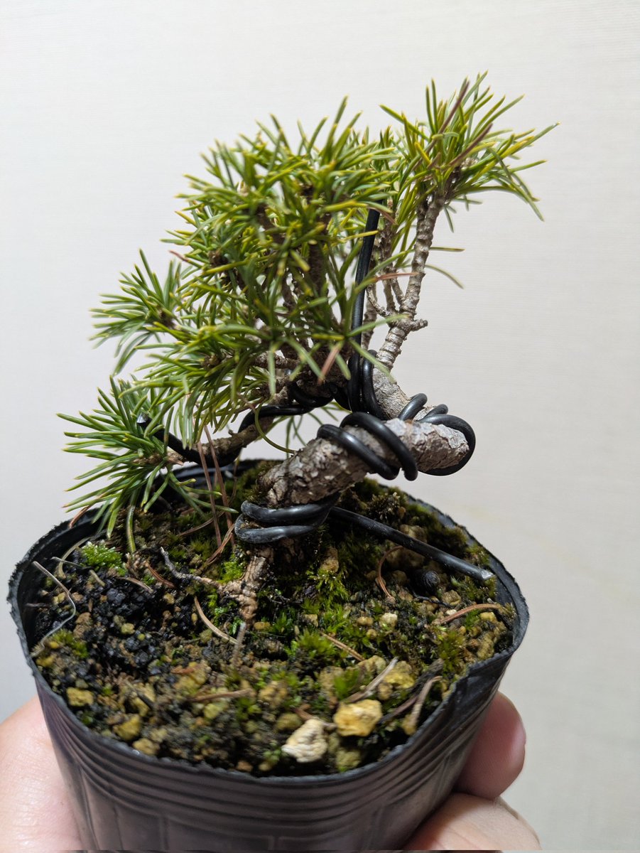 fujimax -盆栽HACKS- (@fujimax6) / Posts / X