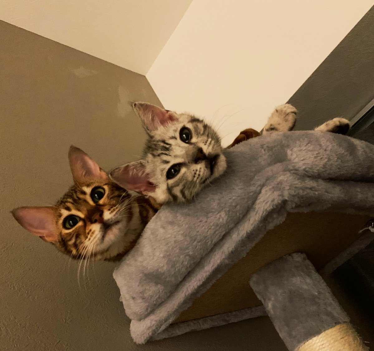 と言うわけで改めてうちのファミリーをご紹介します！因みになんと二人