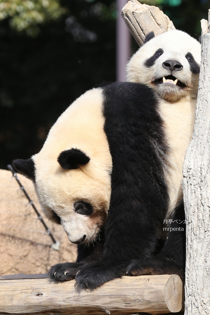 シャオシャオ レイレイ 2024.01.19 上野動物園