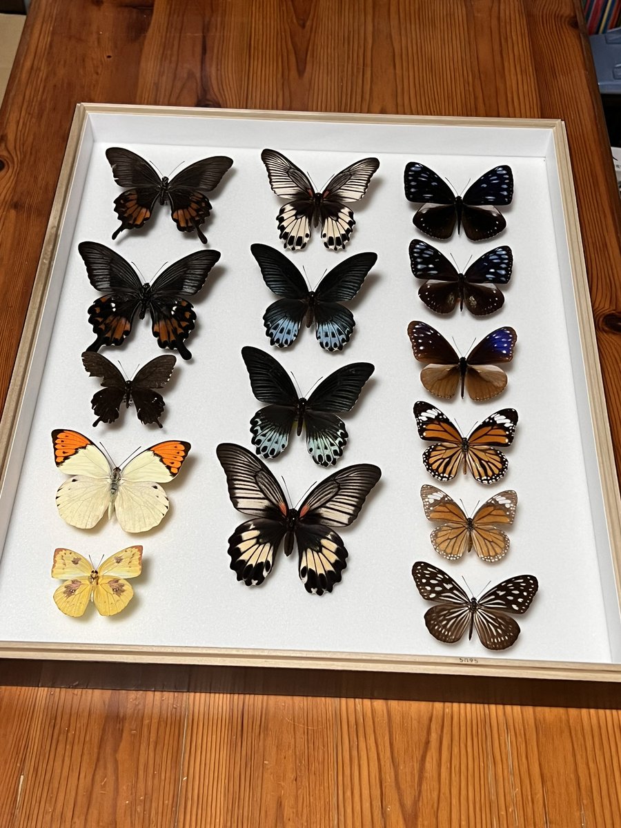 おきしま (@papilio_memnon) / Posts / X