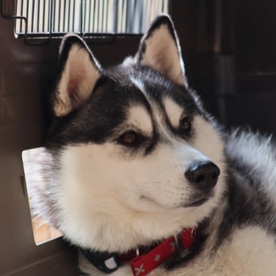 ちょびパパ（ワンコと家族のフォトグラファー） (@chobimaru_husky