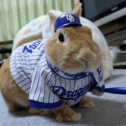 うさぎのルイ (@ruiruiusagi) / Posts / X