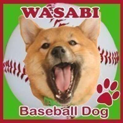 ⚾わさび⚾ (@wasabi_shiba) / Posts / X