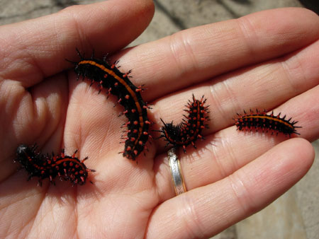 ツマグロヒョウモン : 花めだか＠だって おばちゃんだもん