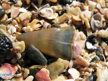 サメの歯 : ハナイカダの海辺の一歩