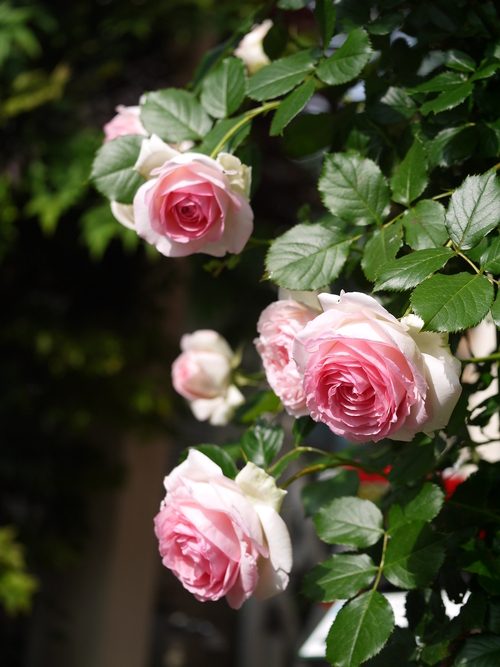 ピエール・ドゥ・ロンサール : 小林啓子水彩画の部屋