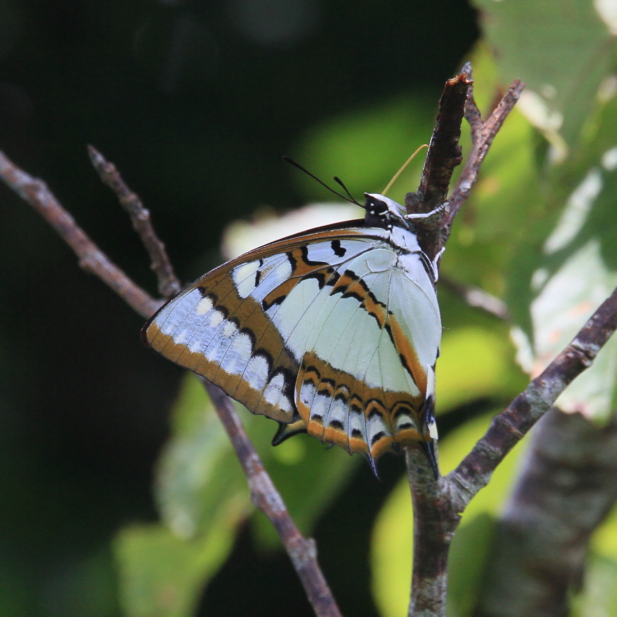 フタオチョウ 国内産タテハチョウの帝王。 2014.6.20-21沖縄01 (雌雄