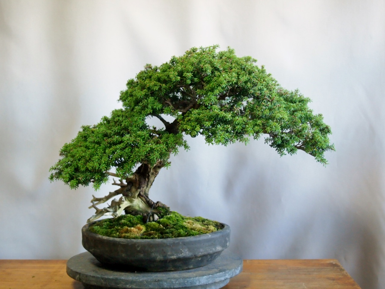 米栂の整枝 : 雨宮園 ～盆栽・山野草・陶芸～ 趣味が仕事でも・・・