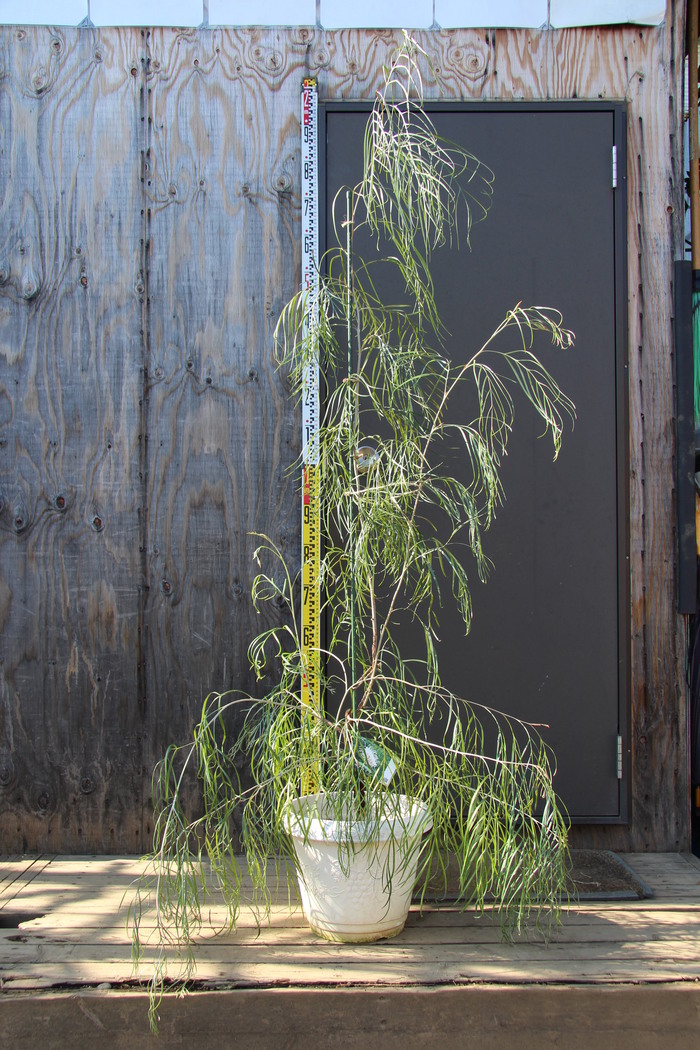 グレビレア ピンクサプライズ 'Pink Surprise' 販売 値段 価格 画像