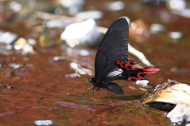台湾宜蘭縣遠征記（5）フトオアゲハ : 探蝶逍遥記
