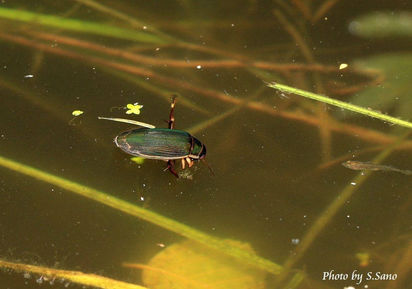 ゲンゴロウモドキ : 海を歩くゲンゴロウ