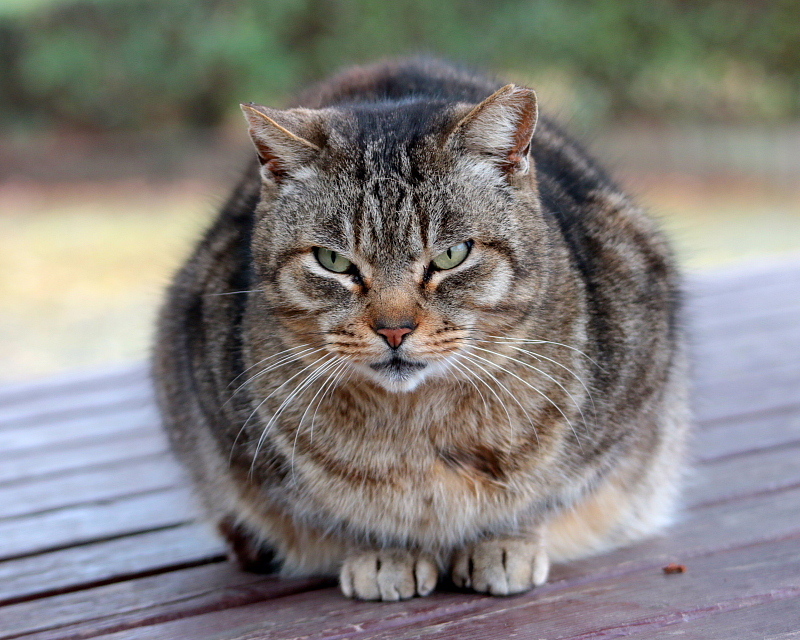 多々良沼公園のさくらねこたち : 星の小父さまフォトつづり