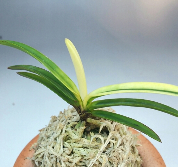 白牡丹‥‥‥その後 : □ サムライ オーキッド □ 富貴蘭 セレクト