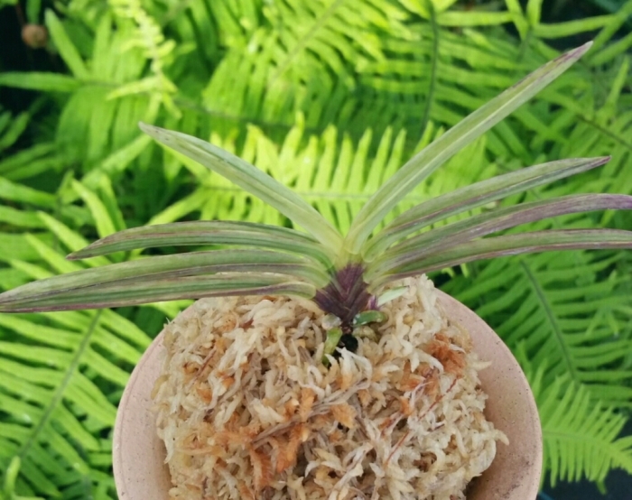 至楽 : □ サムライ オーキッド □ 富貴蘭 セレクトショップ MAIL