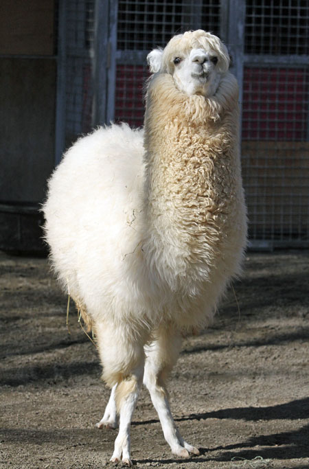 ともだち牧場のアルパカたち : 動物園放浪記