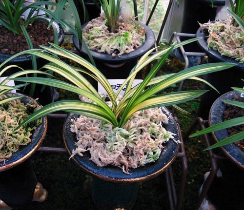 韓国春蘭「四天王」ほか No.891 : 東洋蘭風来記奥部屋