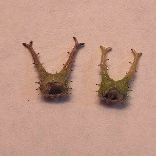 6月1日（水） オオムラサキの幼虫 : チョウと人とが出会う場所づくり