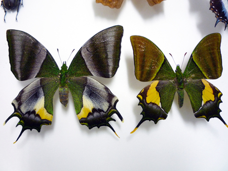 皇帝 : 日常の領収書